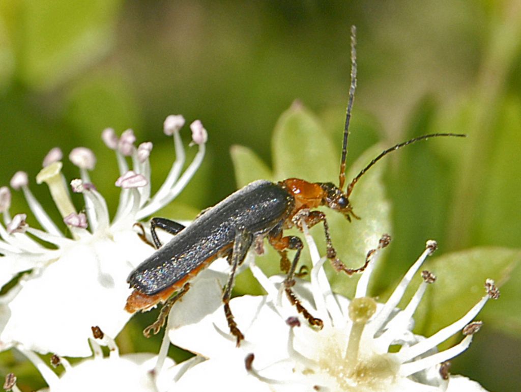 Cantharidae: Cantharis cfr. livida